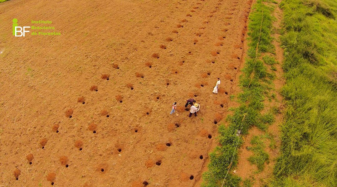 Plantio de florestas nobres: um investimento sustentável
