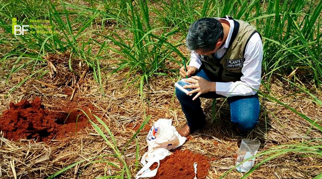 Como coletar a amostra de solo