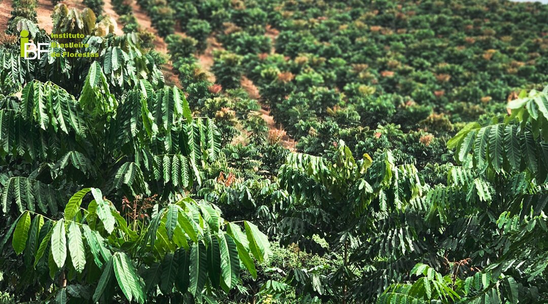 O que são florestas plantadas?