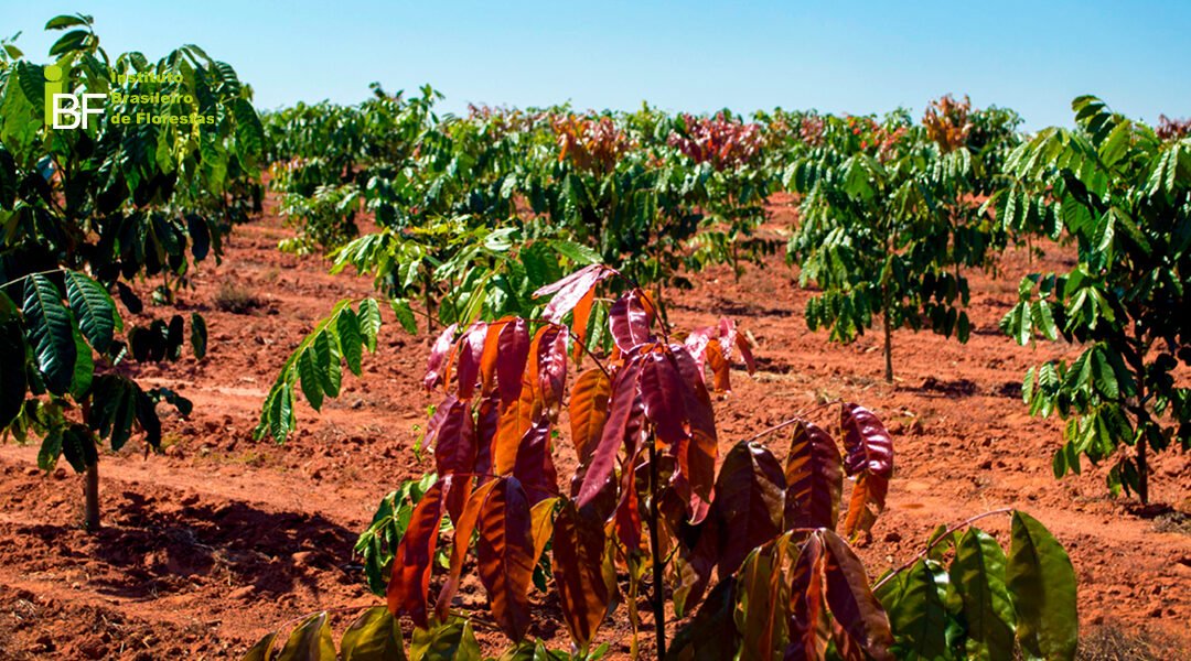 O espaçamento das árvores de Mogno Africano e o sucesso no plantio
