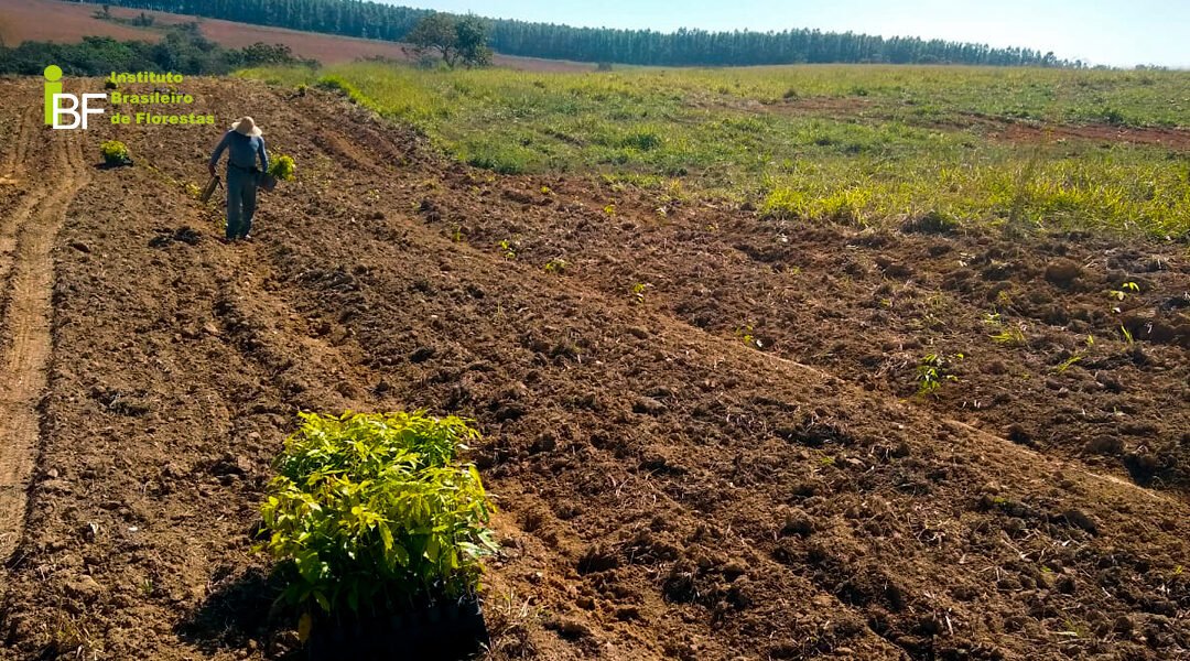 Como saber se a área tem potencial para cultivar Mogno Africano?