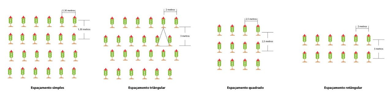 os espaçamentos para plantio de Mogno Africano