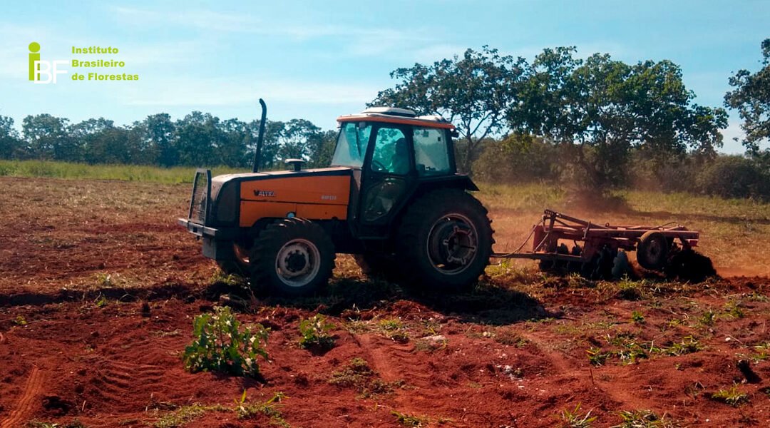 Qual é o melhor manejo no plantio de Mogno Africano?