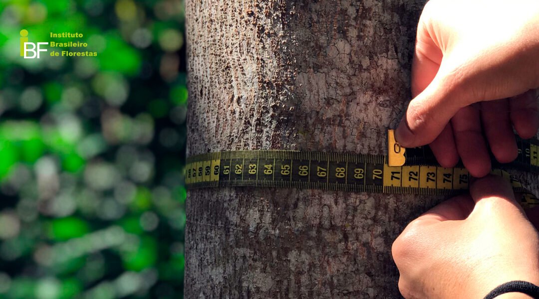 A importância do inventário florestal para o Mogno Africano