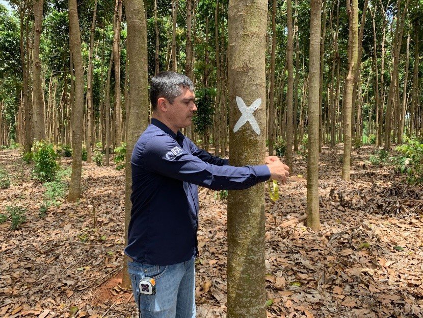 Inventário florestal de Mogno Africano