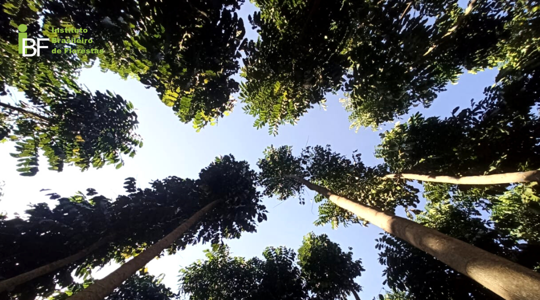 Motivos para você investir em Mogno Africano