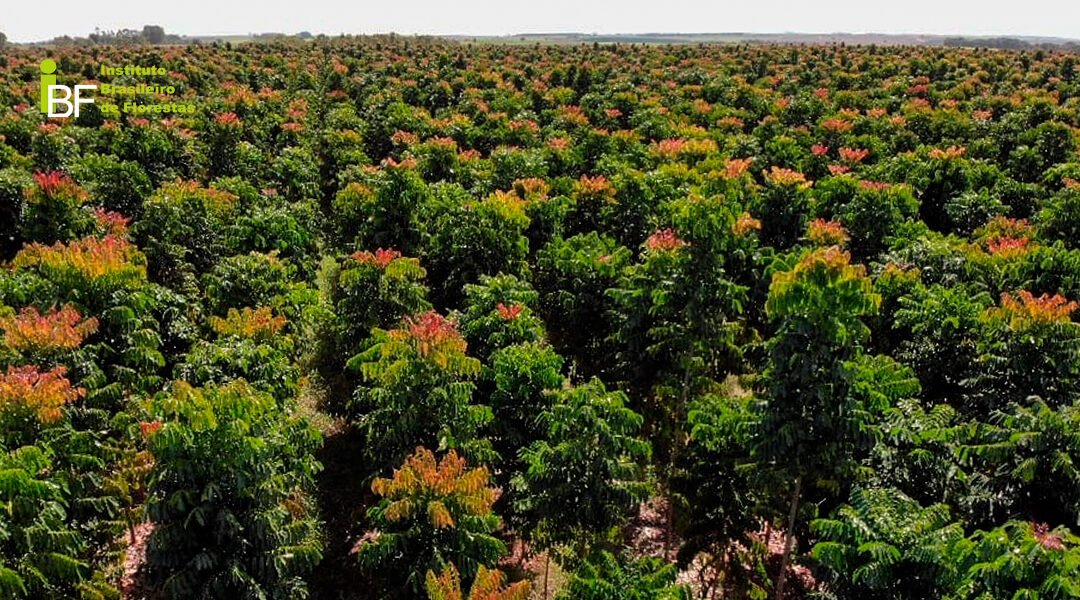 O cenário macroeconômico do Mogno Africano