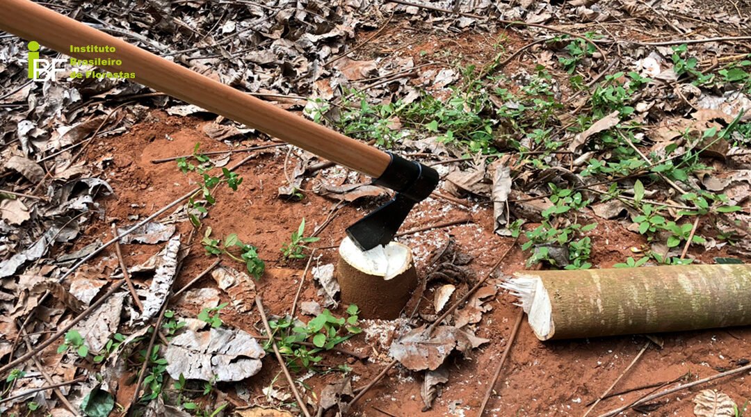 Por que fazer desbaste em floresta de Mogno Africano?