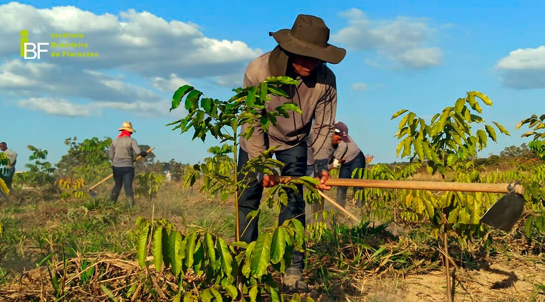 Como é feito a implantação da lavoura florestal de Mogno Africano?