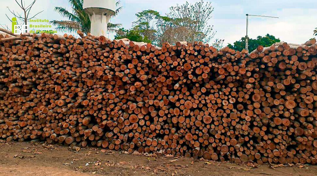 Você conhece o mercado da madeira de Mogno Africano?