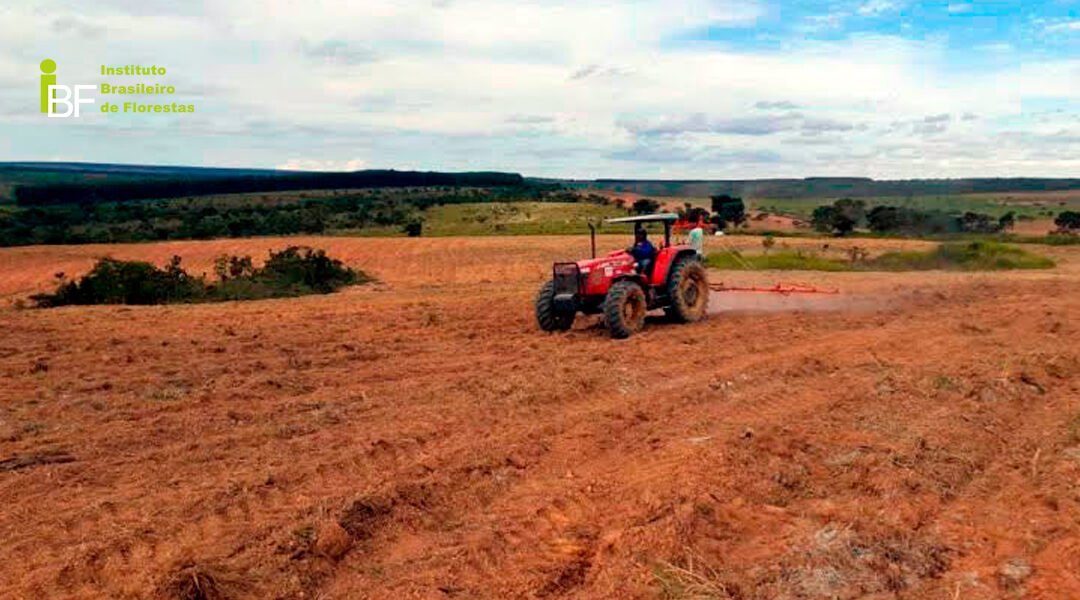 Coisas que você precisa saber antes de plantar Mogno Africano