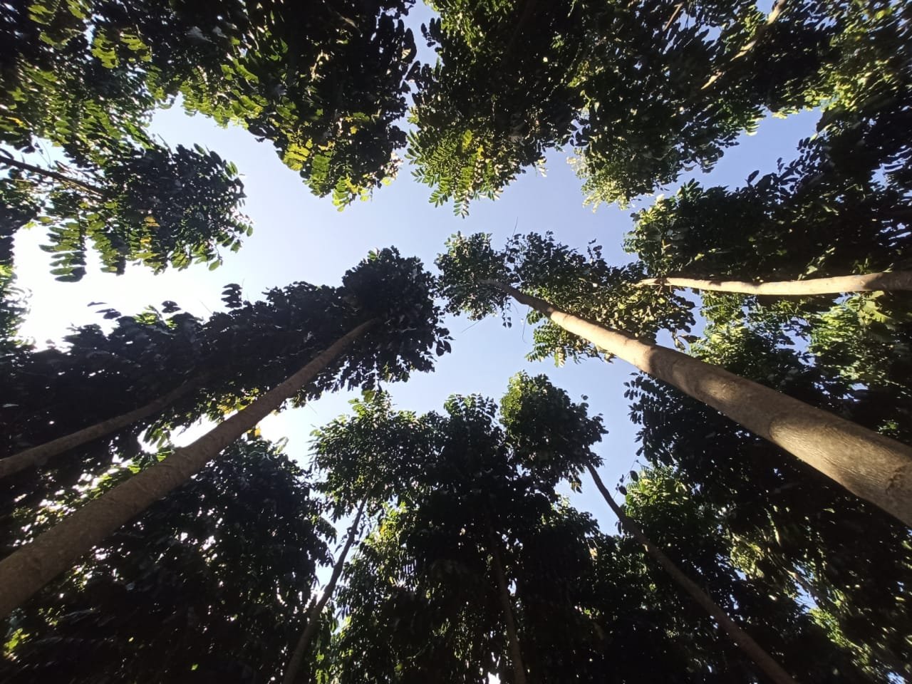 polo-florestal-de-mogno-africano