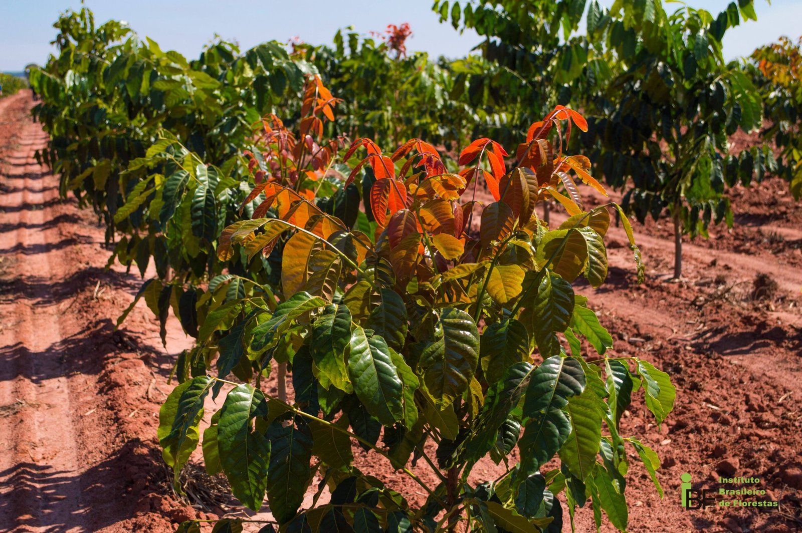 investir-em-mogno-africano