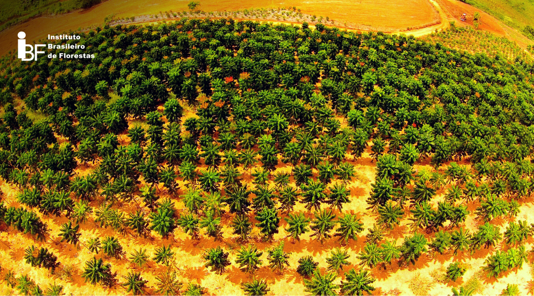 Invista em Mogno Africano em 6 passos