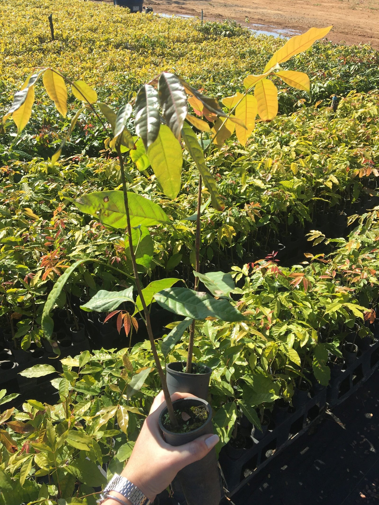 mudas de mogno africano