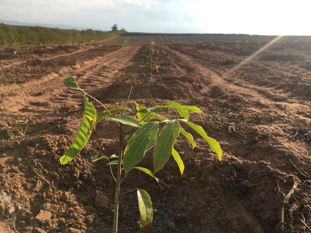 mudas de mogno africano