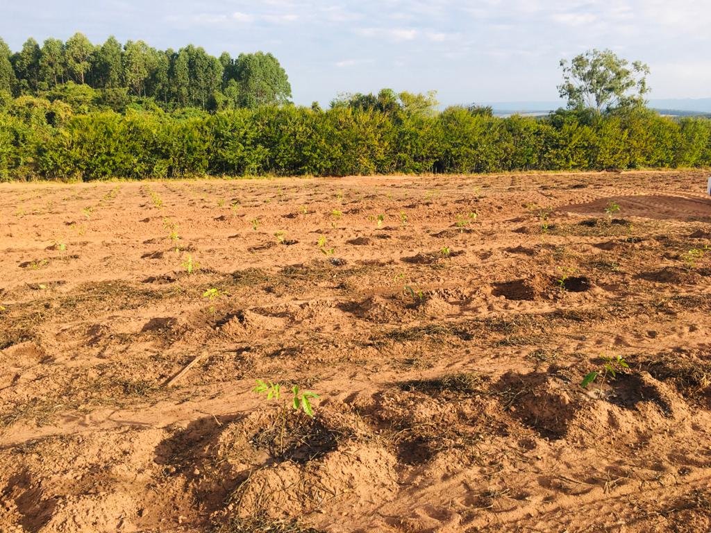 Mudas de Mogno Africano
